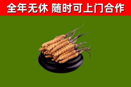 鼓楼烟酒回收冬虫夏草.jpg